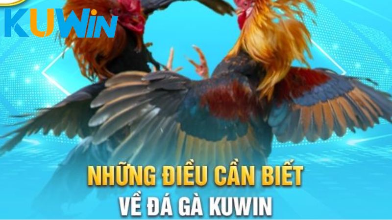 Đá gà Kuwin